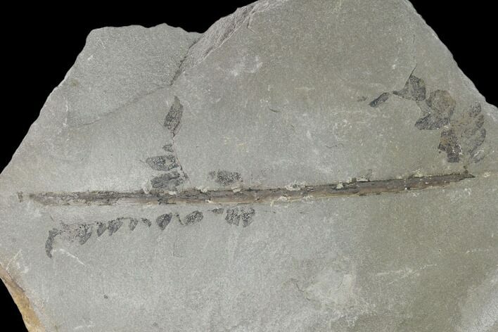 Pennsylvanian Fossil Fern (Neuropteris) Plate - Kentucky #158816